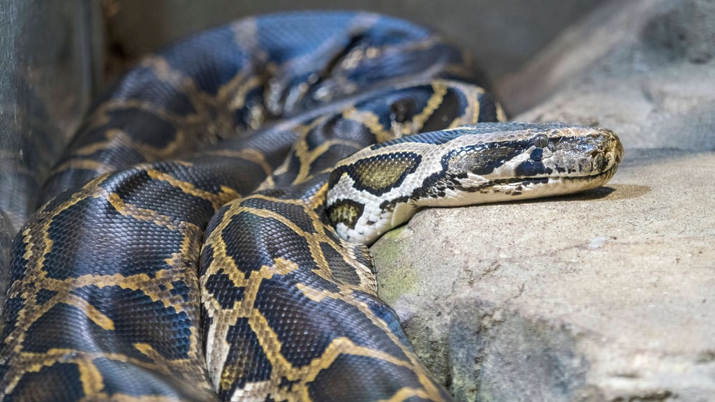 Ein Tigerpython im Aquarium Berlin.
