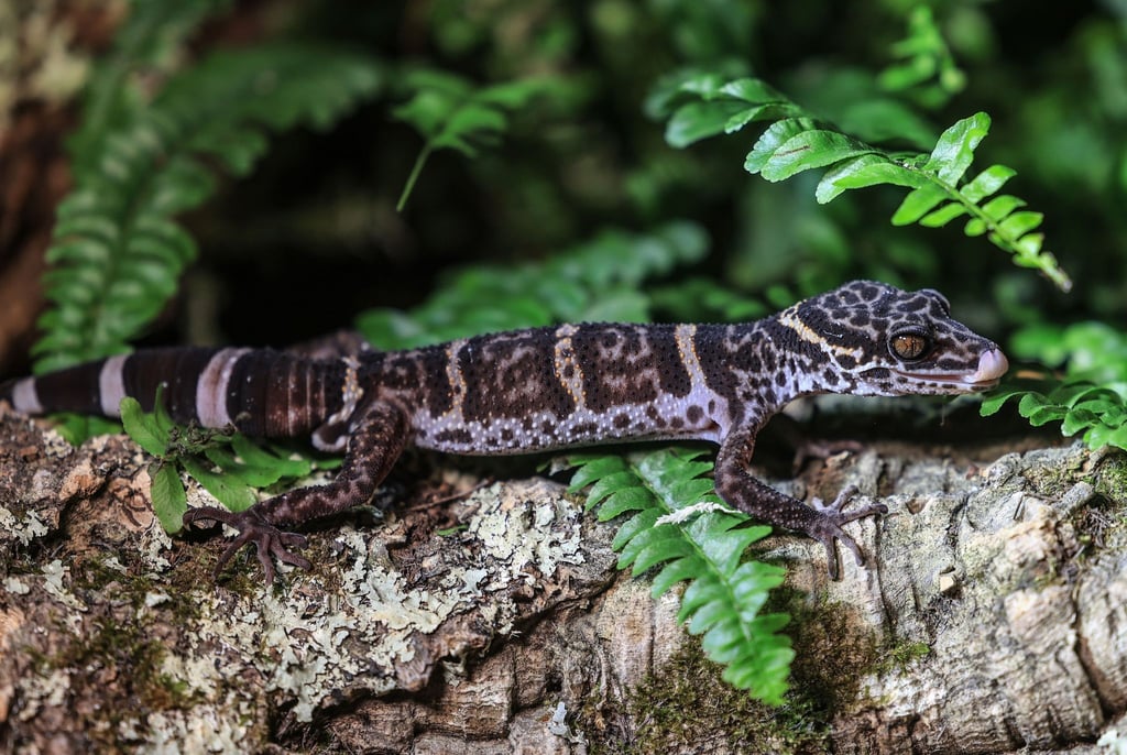 Ein Tigergecko sitzt im Zoo in Köln auf einem Baumstamm. Der Gecko ist das Zootier des Jahres 2024.