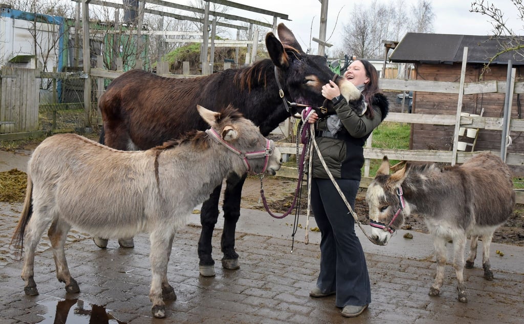 Katharina Perutzki liebkost hinter dem zwölfjährigen Esel Speedy (l) und der siebenjährigen Eselin Fifty Shades Ofgrey (r) lachend den etwa 1,74 Meter großen Esel Fred.