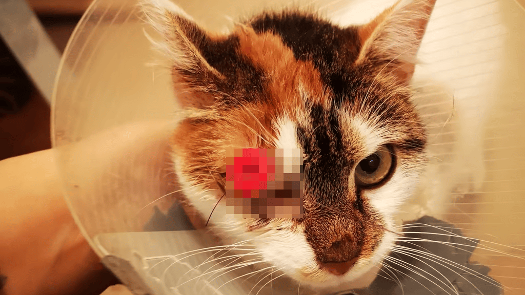 Die Tierhilfe Torgau konnte einer verletzten Katze helfen und ihr Auge retten.
