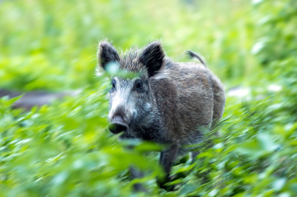 Hat der Mann das Wildschwein geschossen und es dann einfach liegengelassen?