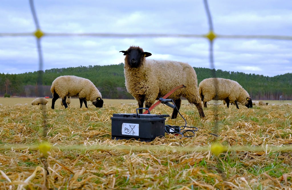 Tiere der Landschaftspflegeschäferei Oberharz aus Heimburg weiden auf einem Feld zwischen Blankenburg und Börnecke. Der Schäferei sind in den vergangenen Tagen gleich zwei sogenannte Schlaggeräte zur Stromversorgung der Weidezäune gestohlen worden.