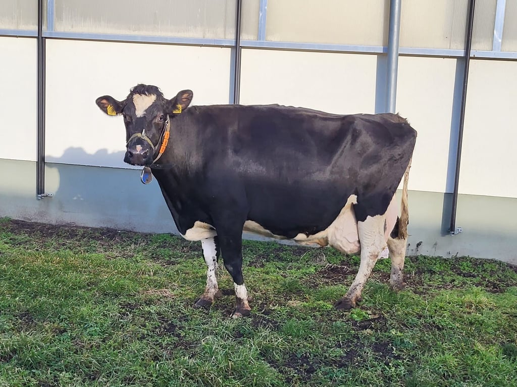 Fara von der Agrar-Erzeugergemeinschaft Abbendorf hat bis zum September 2023 eine Lebensleistung von 112.775 Kilogramm Milch erreicht.