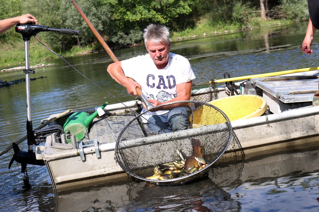 Im toten Saalearm bei Großwirschleben spielte sich im Sommer 2015 aus Sauerstoffmangel ein Fischsterben ab. Um die noch lebenden Fische zu retten, fingen Ronny Böttger , Uwe Christmann (im Bild) , und Dirk Schenke die noch lebenden Fische aus dem Gewässer.