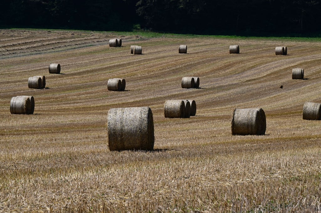 Runde Strohballen liegen zum Abtransport auf einem Feld.