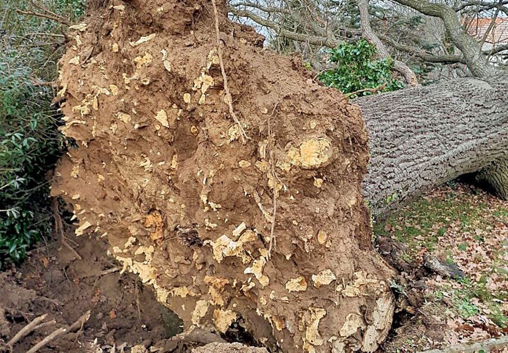 Ein Pilz hat die Wurzeln der Eiche völlig zerstört.