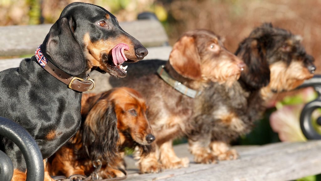 Experten zufolge haben kleine reinrassige Hunde mit länglichem Schädel die höchste mediane Lebenserwartung.