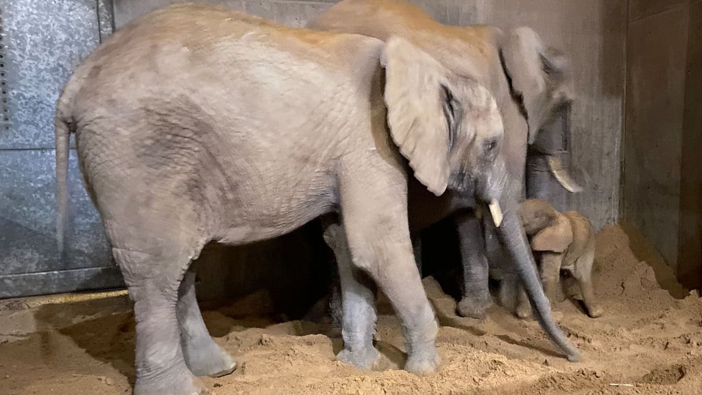 Tamika (vorn) und Mutter Tana mit dem neugeborenen kleinen Bullen im halleschen Bergzoo.