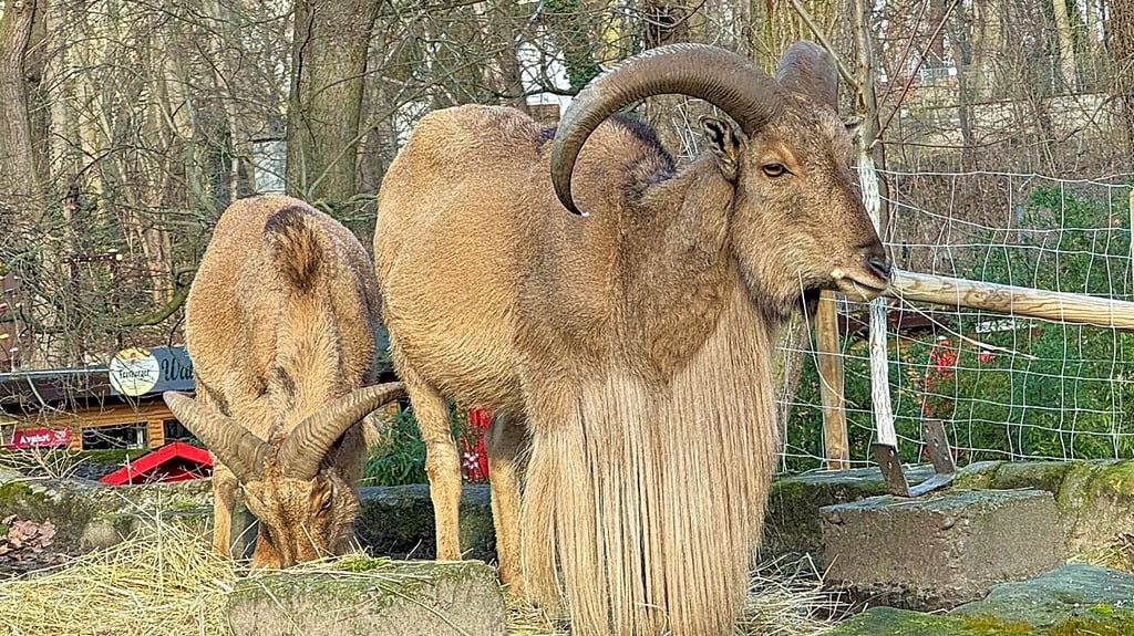 Die Mähnenspringer zählen zu den Publikumslieblingen im Tiergarten Halberstadt.
