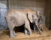 Tamika (vorn), die Schwester des neugeborenen Bullen, und Mutter Tana. Das Kalb wurde am frühen Sonntagmorgen im Zoo Halle geboren. 
