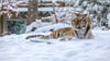 Ende Januar beginnen in Sachsen-Anhalt die Winterferien. Hier gibt es Tipps für die schönsten Ausflüge, zum Beispiel in den Magdeburger Zoo.