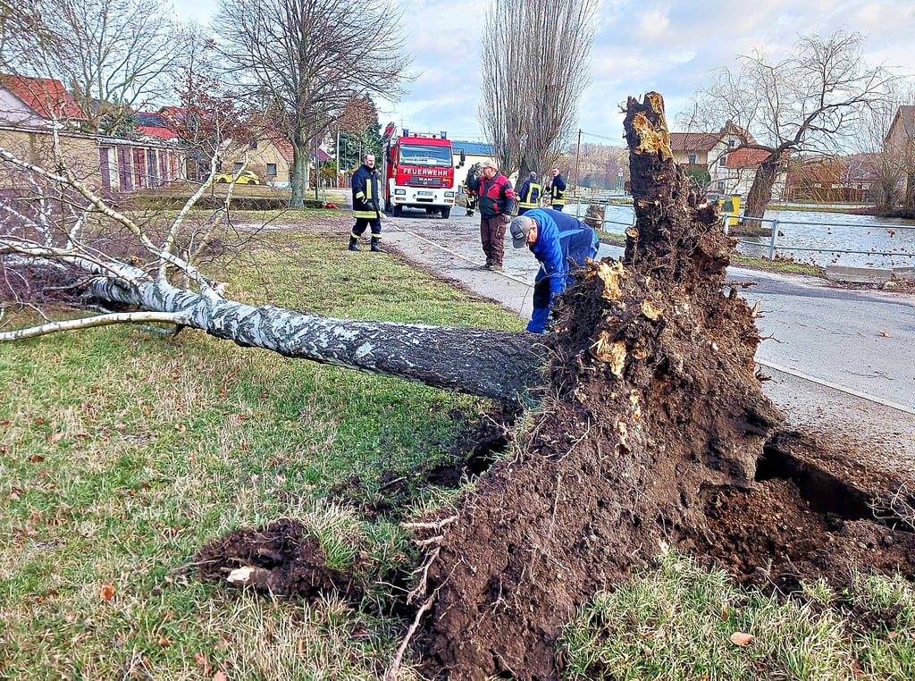 In Rippicha ist am Montagvormittag vom Sturm eine Birke entwurzelt worden.