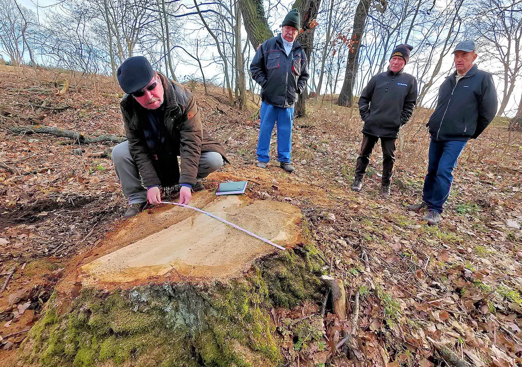 Die Baumscheibe einer gefällten Eiche wird von Peter Hans-Jürgen Frobel von der Helmholtz-Gruppe „Pro Baum“ vermessen.