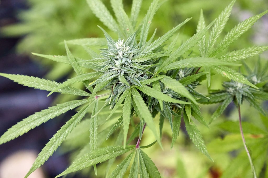 Eine Cannabispflanze, aufgenommen beim Erntefest des Cannabis Social Club Hamburg in einem Gewächshaus der Gärtnerei Jersbek.