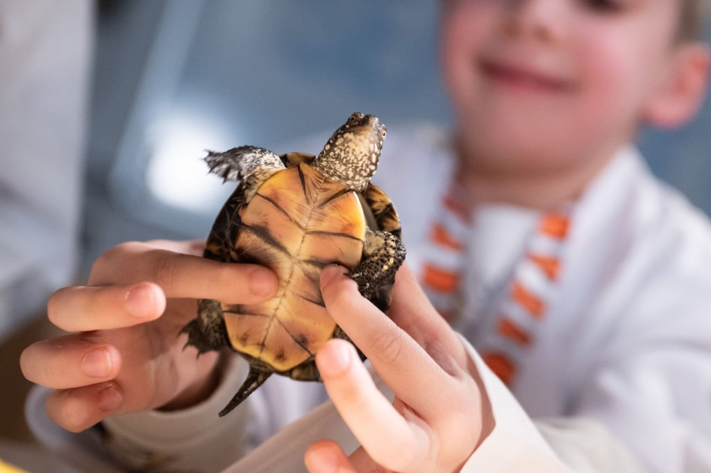 Meeresbotschafter Yusuf schaut sich während der Vermessung von Schildkrötenbabys aus der Art der europäischen Sumpfschildkröten vor ihrem Einzug in das Aquarium des Sea Life Centre Berlin eine kleine Schildkröte an.