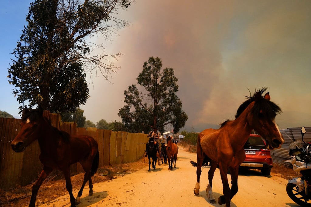 Pferde werden vor einem sich ausbreitenden Waldbrand in Sicherheit gebracht.