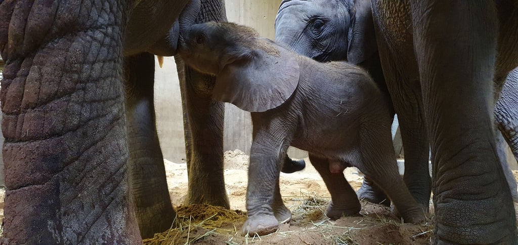 Noch holt sich der kleine Bulle, der im Bergzoo Halle geboren wurde, seine Nahrung über die Muttermilch. Es geht ihm gut, so der Zoo.