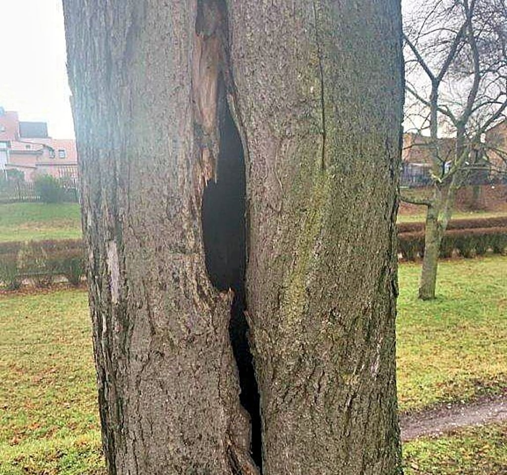 Sieben Winterlinden in der Lindenstraße sollen gefällt werden.