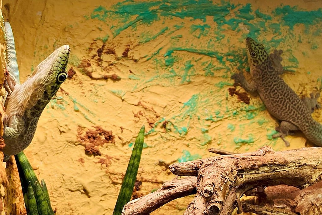 Auch im Dessauer Tierpark lebt das „Zootier des Jahres“, der Gecko.
