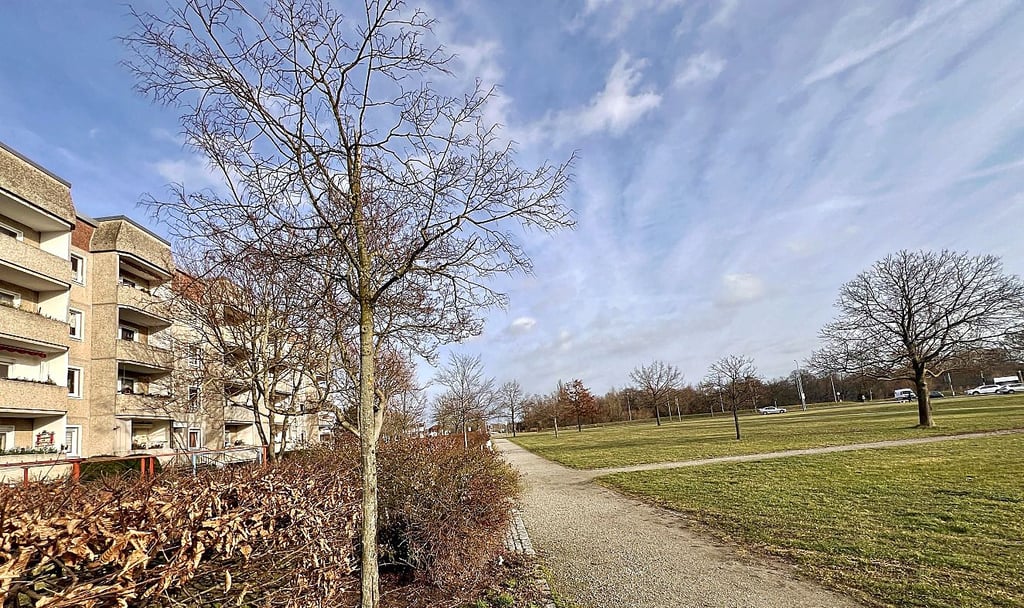 Am Lustgarten müssen fünf Bäume gefällt werden, kündigt die Stadtverwaltung an. Ab dem Sommer wird das Areal umgestaltet.