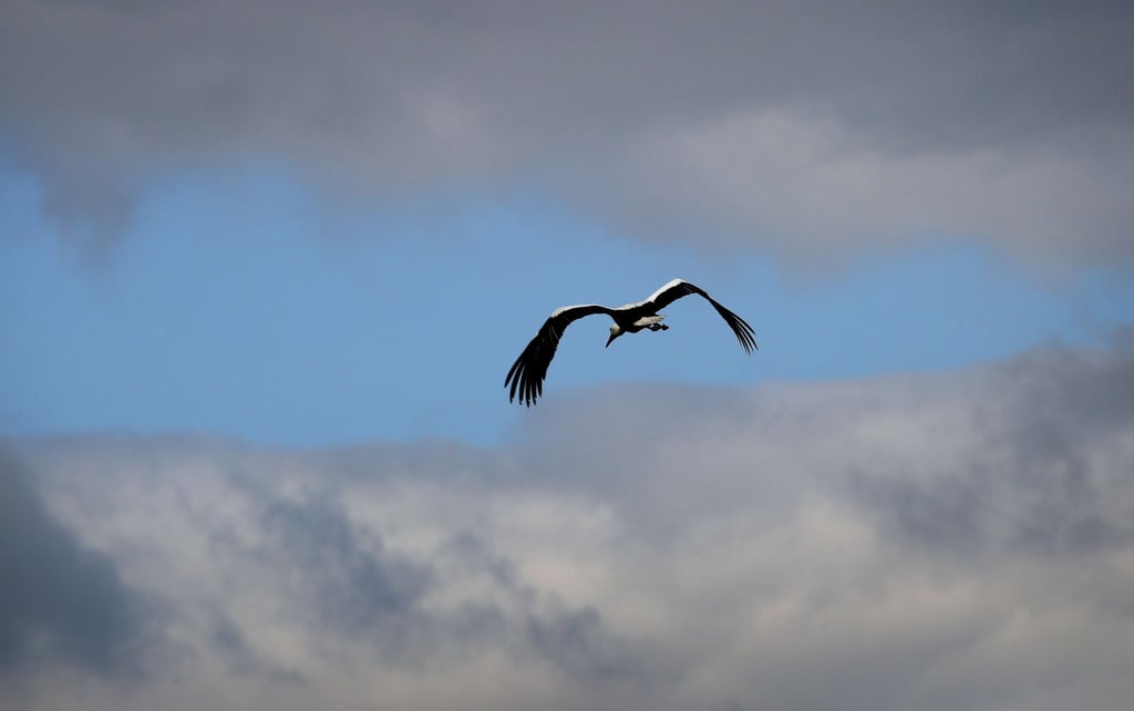 Ein Storch fliegt vor einer Wolkenlücke.