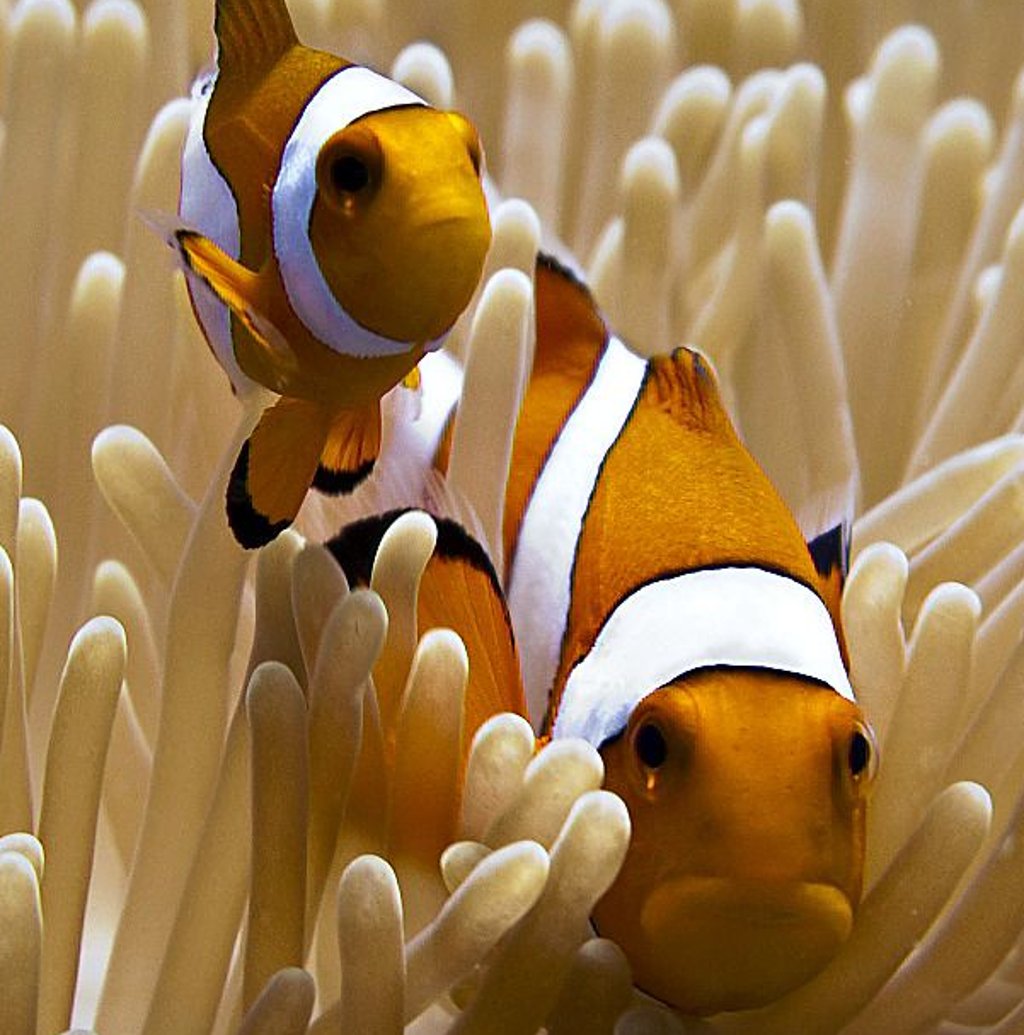 Clownfisch kann auch garstig.