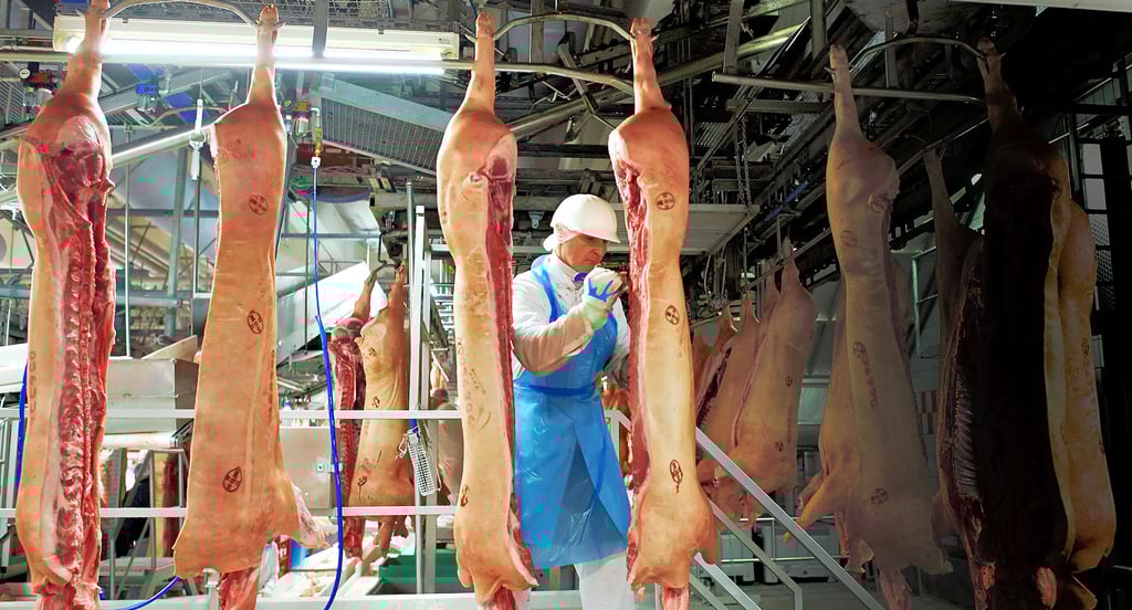 Die Schweine, die wie auf diesem Foto aus dem Tönnies-Werk in Rheda-Wiedenbrück von Schlachtern zerlegt werden, werden von den Fleischkontrolleuren auf Krankheiten untersucht.