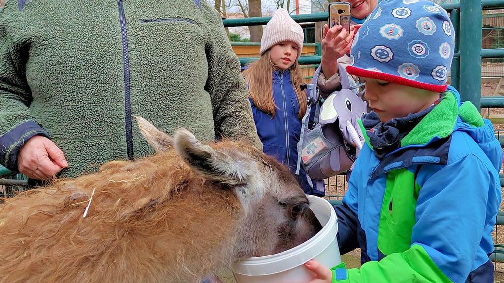Bei der Führung hinter die Kulissen des Tiergartens in Stendal dürfen die Besucher alle möglichen Tiere füttern, wie hier das Lama Nala.
