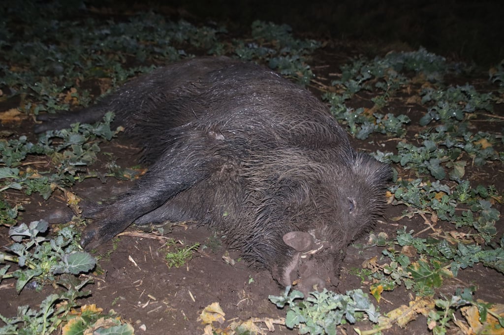 Das Wildschwein verendete am Straßenrand.