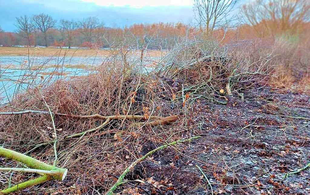 Warum wurde hier am Kühnauer See das Holz beseitigt? Das interessiert MZ-Leser Oliver Wege.
