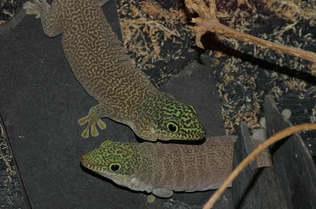 Bedrohte Querstreifen-Taggeckos werden seit sechs Jahren im Tiergarten Bernburg gezüchtet.