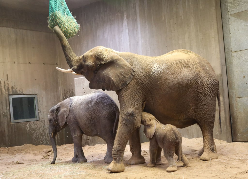 Zur kleinen Herde auf dem Reilsberg gehören neben Mutter Tana und dem Bullenkälbchen noch Tamika (l.) und Elani (nicht im Bild).