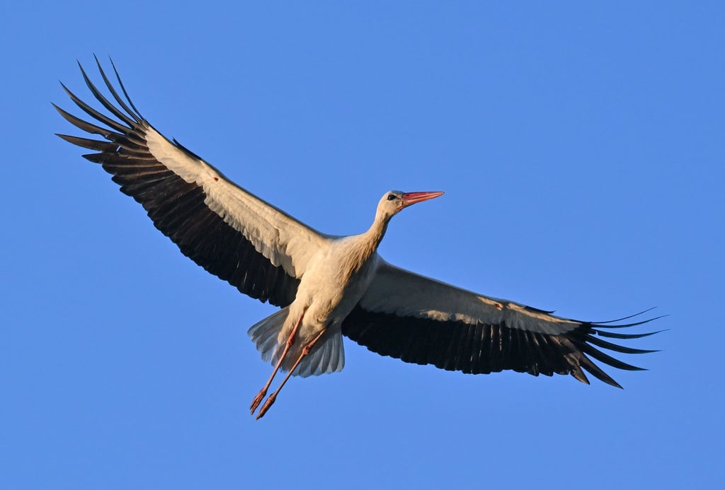 ILLUSTRATION - Im Licht der Morgensonne fliegt ein Weißstorch am blauen Himmel vorüber.