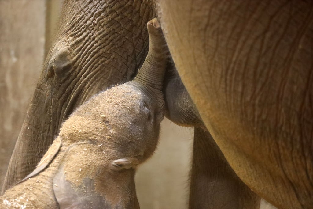 Trinken ist derzeit noch die wichtigste Beschäftigung für das Elefantenbaby im halleschen Bergzoo.