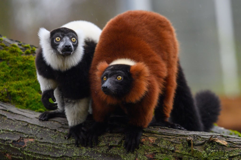 Ein Schwarzweißer und ein Roter Vari sitzen im Zoo Magdeburg nebeneinander.