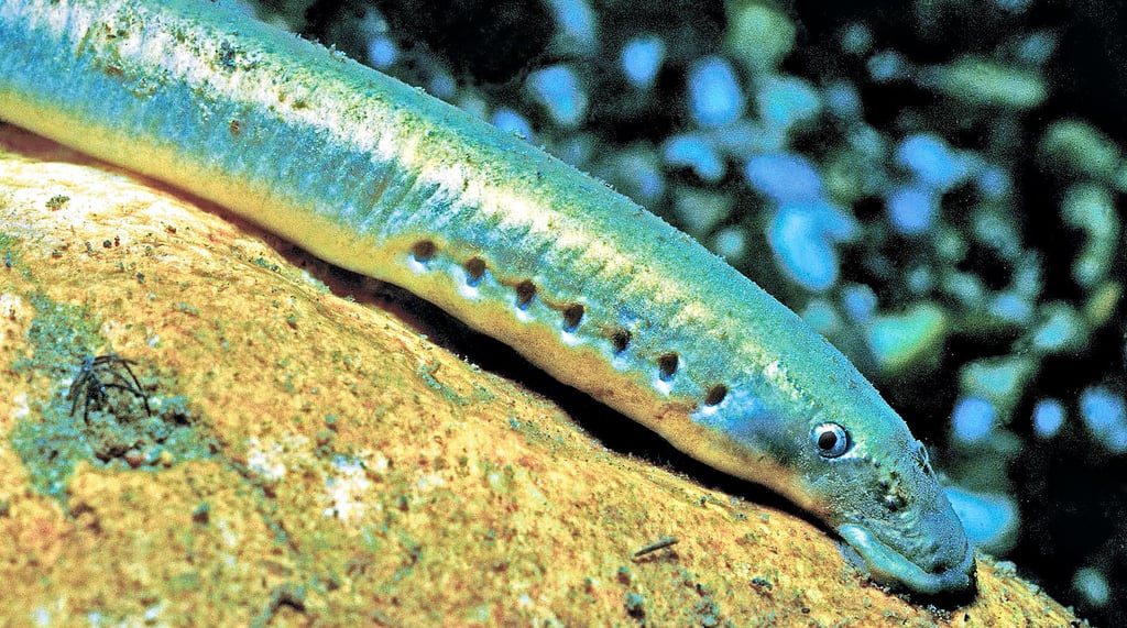 Ein Neunauge: Mehr als die Hälfte der 90 für die aktuelle Rote Liste bewerteten einheimischen Süßwasserfisch- und Neunaugen-Arten bestandsgefährdet oder bereits ausgestorben.
