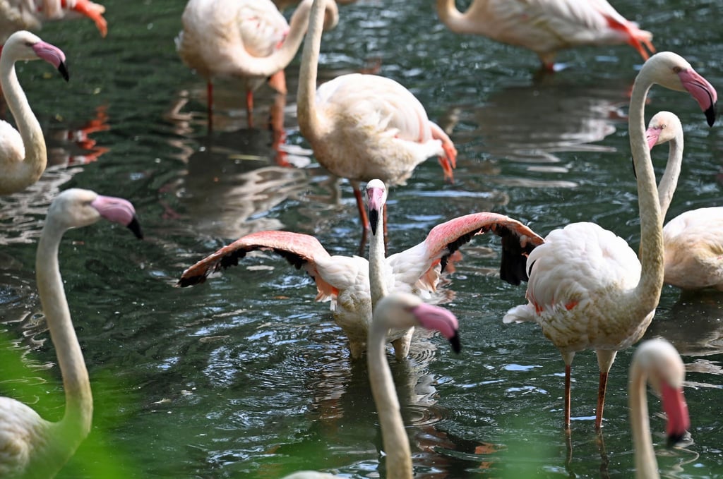 Mehrere Flamingos stehen in einem Teich im Flamingo-Gehege im Zoo Berlin.