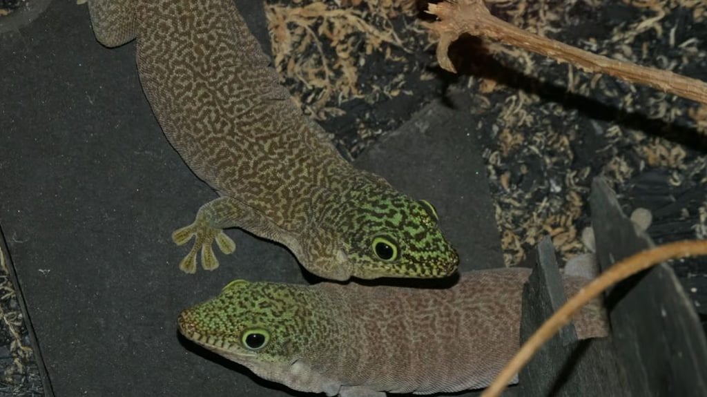 Bedrohte Querstreifen-Taggeckos werden seit sechs Jahren im Tiergarten Bernburg gezüchtet.
