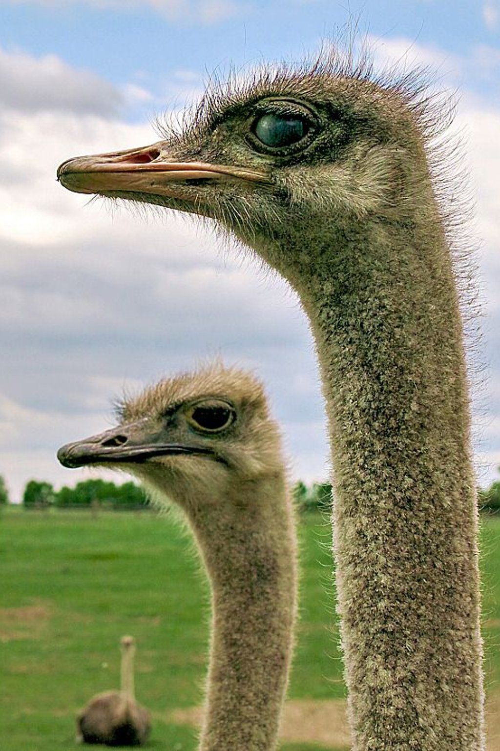 Im Straußenland Nedlitz leben die größten Vögel der Welt.