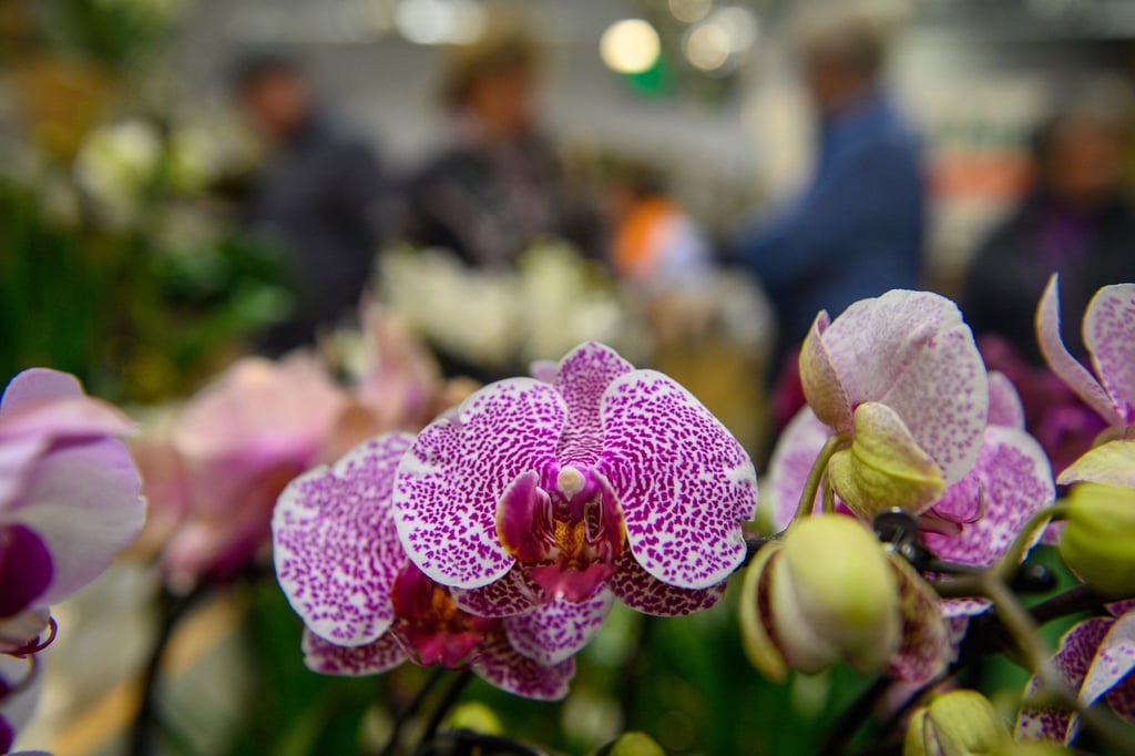 Orchideen blühen in einer Halle der Messe Magdeburg.