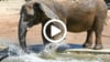 Ein Elefant im Halleschen Bergzoo plantscht im Wasser.