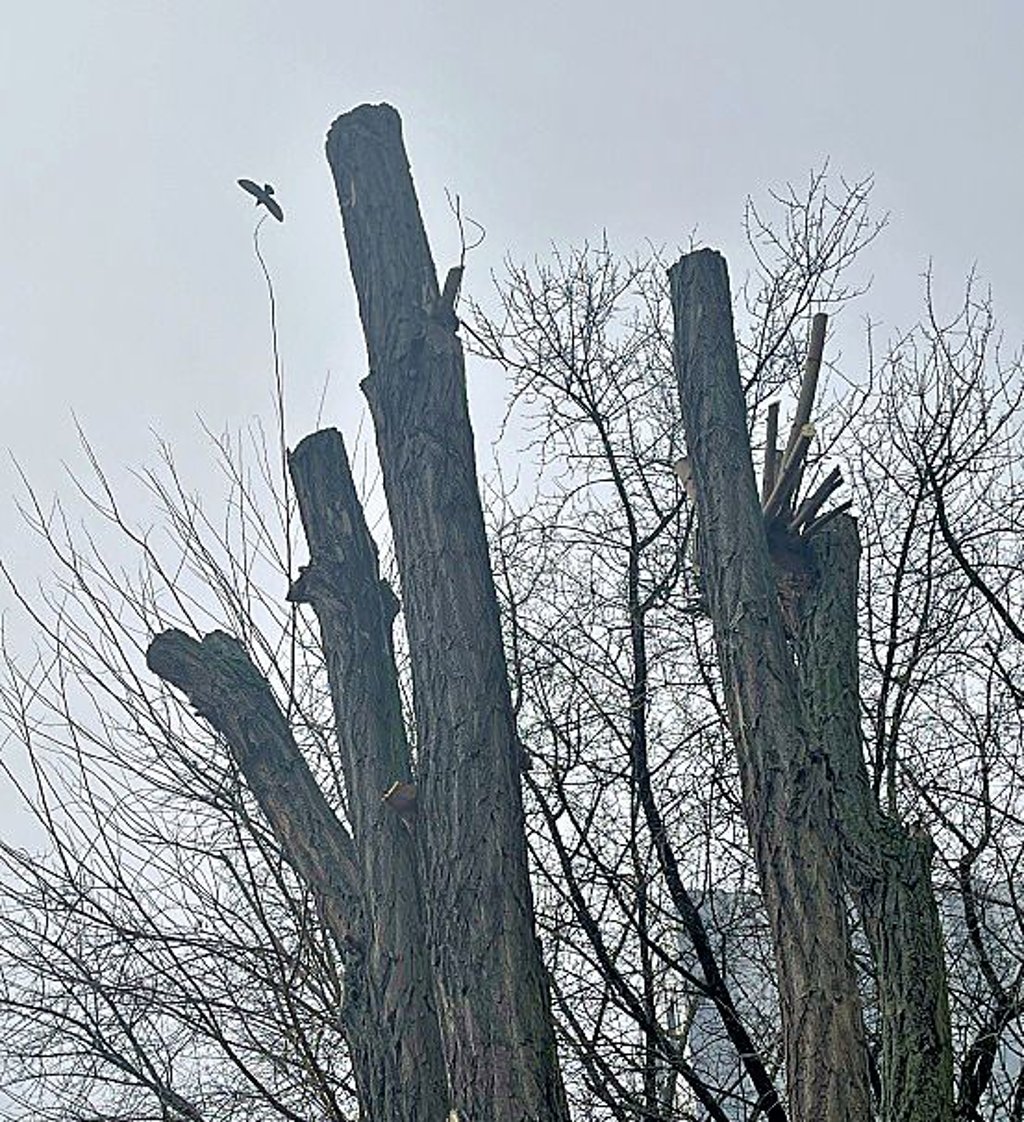 Baumschnitte prägen drei Tage Zörbigs Stadtbild.