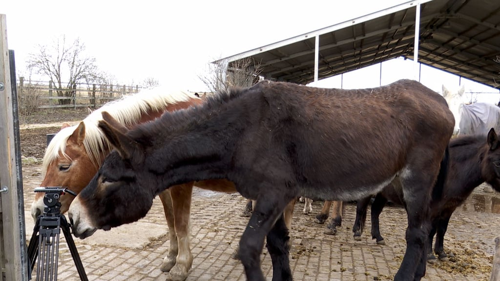 Bei den Bewohnern der "Kuschelfarm" handelt es sich um ausgesprochen neugierige Tiere.