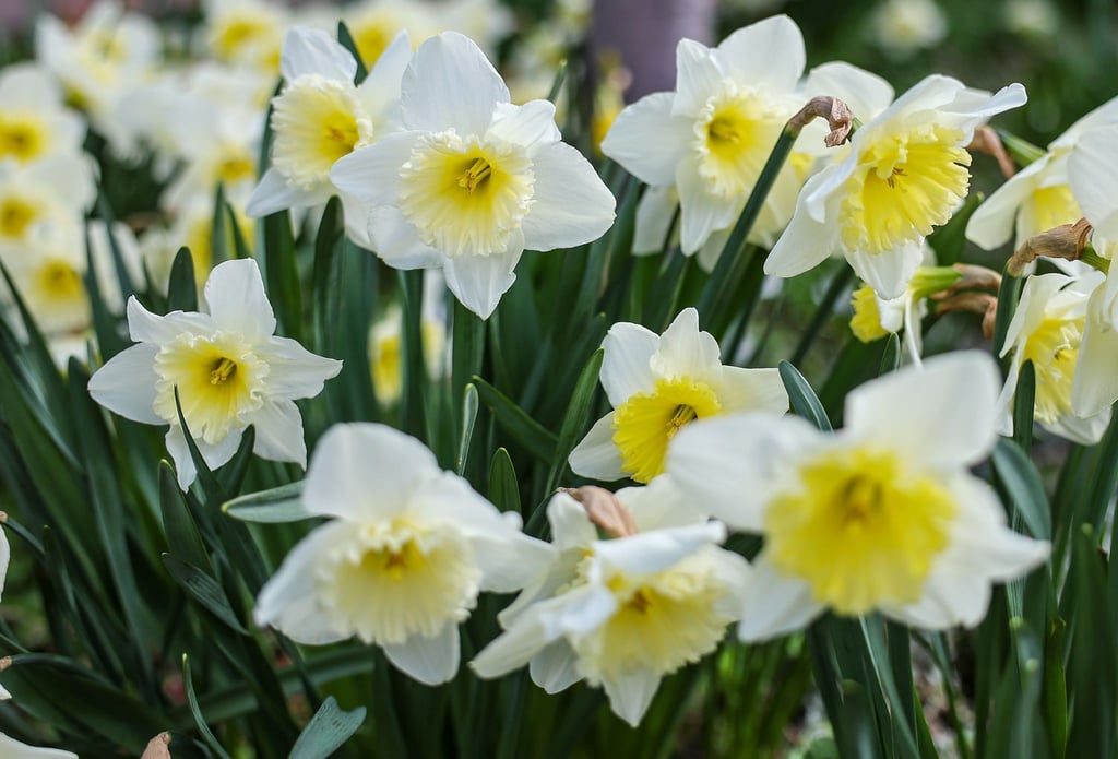 Osterglocken blühen während den Vorbereitungen zur Landesgartenschau 2023.