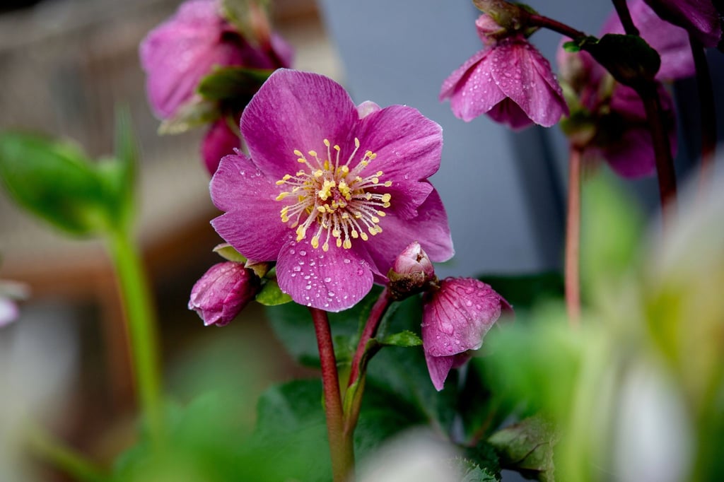 Lenzrosen blühen in einem Beet im Park der Gärten.
