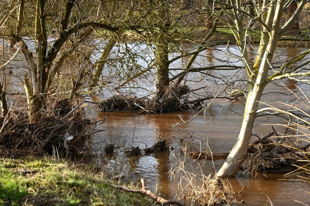 Durch das Hochwasser der Helme mitgerissene Äste und Zweige hängen an Bäumen und Sträuchern fest.