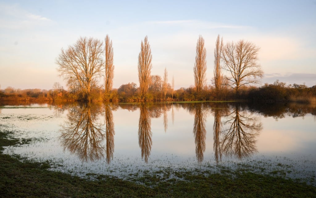 Bäumen spiegeln sich in vom Hochwasser überfluteten Feldern in der Leinemasch im Süden von Hannover.