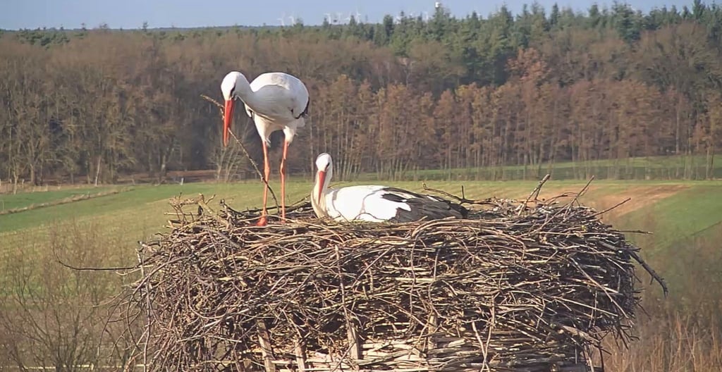 Storchendame Mai und Storch Fridolin sind in ihrem Nest in Leiferde bei Wolfsburg zu sehen.