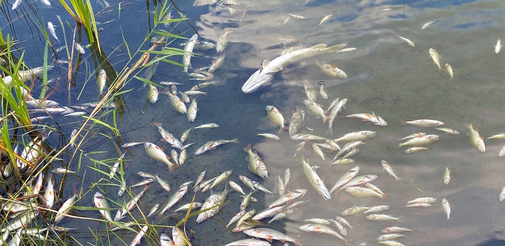 Im September des vergangenen Jahres kam es zu einem großen Fischsterben im Parchauer See. Dem Gewässer fehlt Sauerstoff.