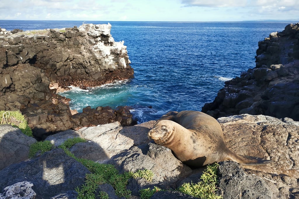 Präsente Bewohner der Galápagos-Welt: Seelöwen. Ein Exemplar hangelt sich geschickt die Klippen hinauf.
